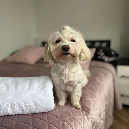 U Tosiek Stegna (Pomerania)